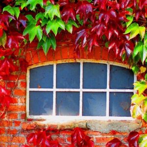 Autumn Around Us - Image
