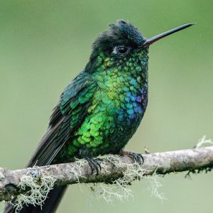 Beautiful Hummingbird - Image
