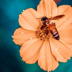 Bee & Flower - Image