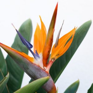 Bird of Paradise - Image
