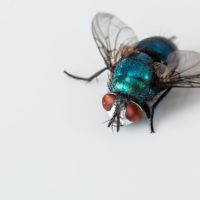 Blowfly - Image