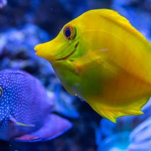 Blue and Yellow Fishes - Image