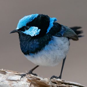 Blue Wren - Image
