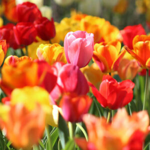 Bright Flowers - Image