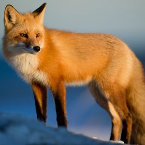 Brown Fox - Image