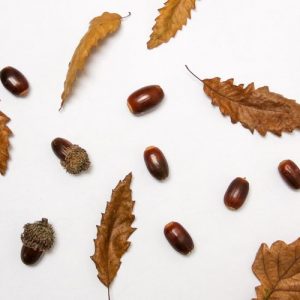 Brown Leaves and Acorns - Image
