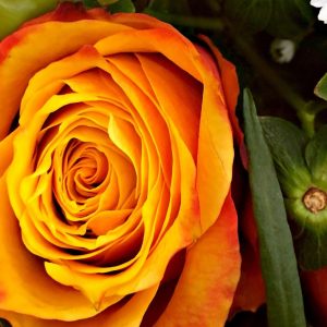 Burning Rose - Image