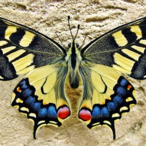 Butterfly Effect - Image