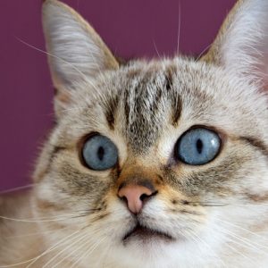 Cat with Blue Eyes - Image