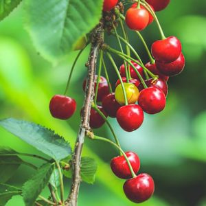 Cherry Tree - Image