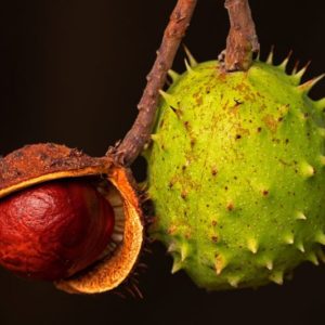 Chestnuts in Autumn - Image