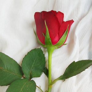 Classic Rose - Image