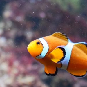 Clown Fish - Image