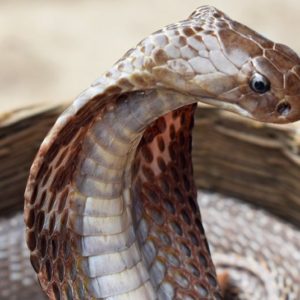 Cobra Snake - Image