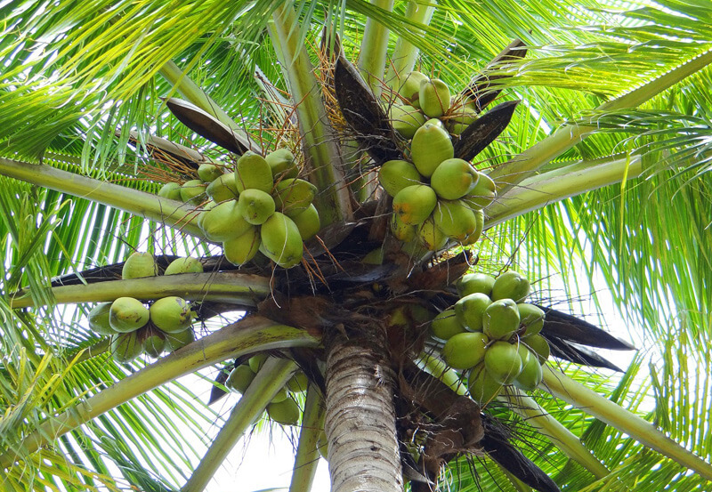 Coconut Tree Image