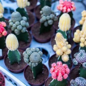 Colorful Cactus - Image