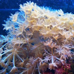 Coral Gives Life - Image