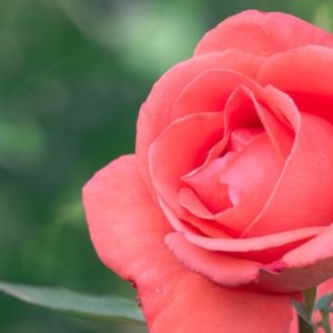 Coral Rose Flower - Image
