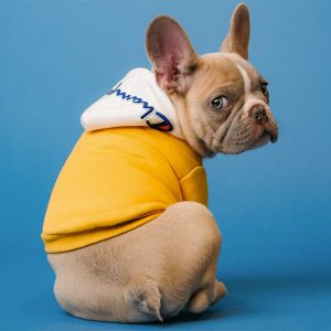 Cute Puppy Photography - Image