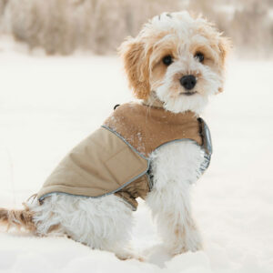 Cute small Dog - Image