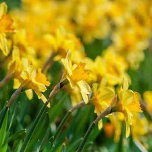 Daffodil Field - Image