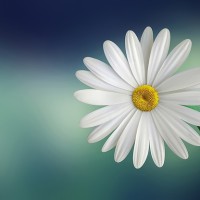 Daisy Beautiful - Image