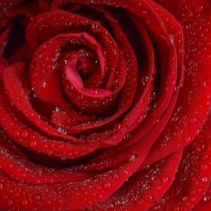 Deep Red Rose - Image