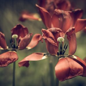 Everything Fades - Image