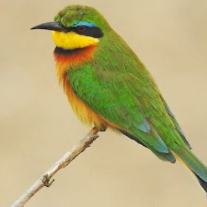 Exotic Bird - Image