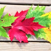 Fall Autumn - Image