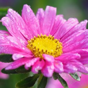 Floral Contrast - Image