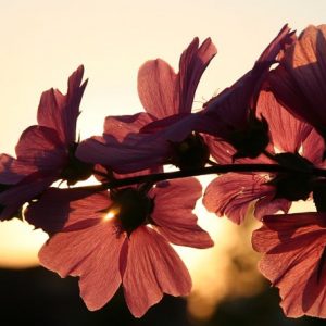 Flowers Against the Sunset - Image