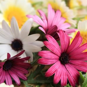 Flowers for Bouquet - Image