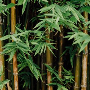 Forest of Bamboo - Image