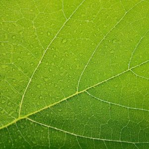 Fresh Leaf Greens - Image