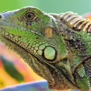 Garden Lizard - Image