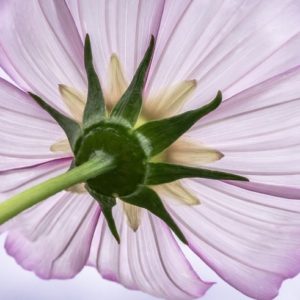 Gentle Whisper - Image