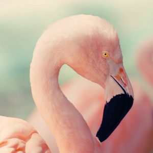 Greater Flamingo - Image