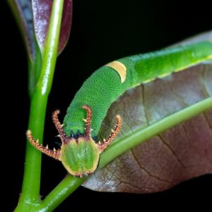 Green Horned Caterpillar - Image