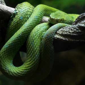Green Snake on the Tree - Image
