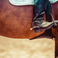 Horse Rider - Image