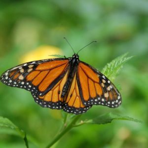 Monarch Butterfly - Image