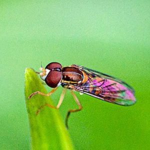 Insect Life on A Leaf - Image