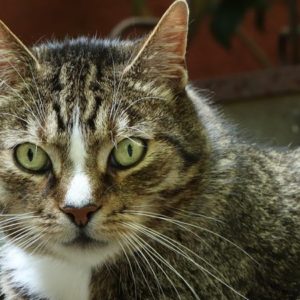 It’s Just a Cat - Image