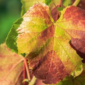 Leaf in Fall - Image