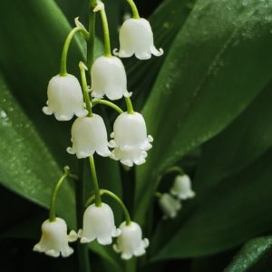 Lily of the Valley - Image