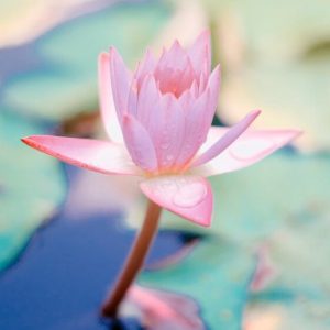 Lotus in a Pond - Image