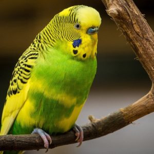 Love Bird - Image