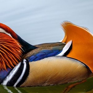 Mandarin Duck - Image