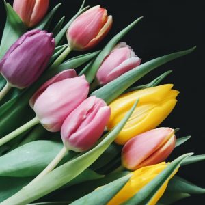 Multi-colored Tulips - Image